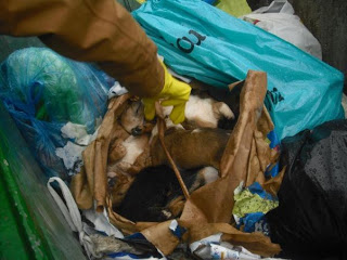Θεσσαλονίκη: 9 κουτάβια νεκρά σε σκουπιδοτενεκέ - Φωτογραφία 1