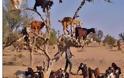 Ινδία: Πέθαναν κατσίκες από την κακοκαιρία