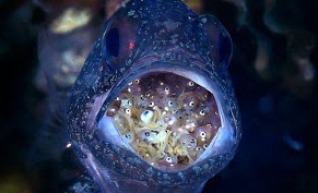 Δείτε το ψάρι που γεννάει τα μωρά του μέσα στο στόμα του!  Πηγή: http://www.tsekouratoi.gr/2013/02/blog-post_1194.html#ixzz2LgvqiF5W - Φωτογραφία 1
