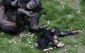 Γηροκομείο για... χιμπατζήδες! [video]