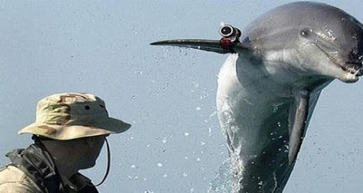 Ο άγνωστος υποβρύχιος πόλεμος ΗΠΑ -Ρωσίας με ... δελφίνια , φώκιες και θαλάσσιους ελέφαντες! - Φωτογραφία 1