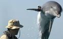 Ο άγνωστος υποβρύχιος πόλεμος ΗΠΑ -Ρωσίας με ... δελφίνια , φώκιες και θαλάσσιους ελέφαντες! - Φωτογραφία 3