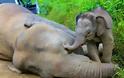 «Δηλητηρίασαν» δέκα ελέφαντες - πυγμαίους
