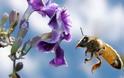 Μέλισσες και φυτά επικοινωνούν με... τηλεπάθεια!