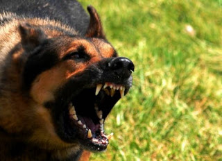 Πάτρα: Λυκόσκυλο έκοψε το αυτί Αλβανού που μπήκε σε αγροτική κατοικία! - Φωτογραφία 1