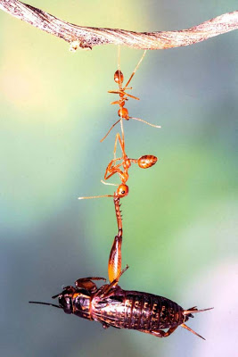 Μυρμήγκια… υπερ-ήρωες σε επίδειξη δύναμης! - Φωτογραφία 2