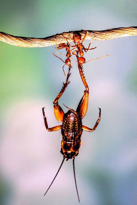 Μυρμήγκια… υπερ-ήρωες σε επίδειξη δύναμης! - Φωτογραφία 3
