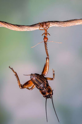 Μυρμήγκια… υπερ-ήρωες σε επίδειξη δύναμης! - Φωτογραφία 4