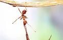 Μυρμήγκια… υπερ-ήρωες σε επίδειξη δύναμης! - Φωτογραφία 1
