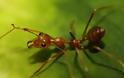 Μυρμήγκια… υπερ-ήρωες σε επίδειξη δύναμης! - Φωτογραφία 5