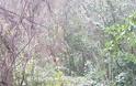 Πτώση κλαδιού δένδρου τραυματίζει δικυκλιστή στη Ρίζα Ναυπακτίας - Φωτογραφία 3