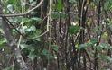 Πτώση κλαδιού δένδρου τραυματίζει δικυκλιστή στη Ρίζα Ναυπακτίας - Φωτογραφία 5