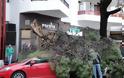 Οι δήμοι υποχρεούνται να αποζημιώνουν για τραυματισμούς και ζημιές από πτώσεις δέντρων