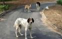 Είδηση που ΣΟΚΑΡΕΙ: Βίασαν μέχρι θανάτου σκυλιά στη Λακωνία