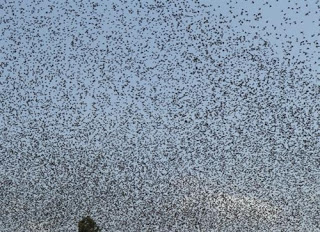 Αλιβέρι: Γέμισε η πόλη με εκατομμύρια πουλιά! - Φωτογραφία 1