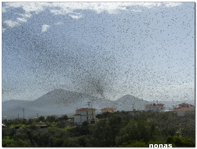 Αλιβέρι: Γέμισε η πόλη με εκατομμύρια πουλιά! - Φωτογραφία 2