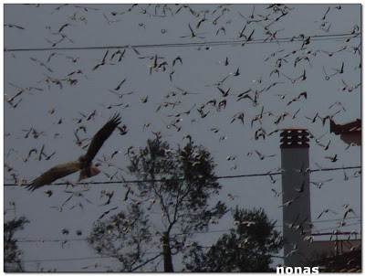Αλιβέρι: Γέμισε η πόλη με εκατομμύρια πουλιά! - Φωτογραφία 4