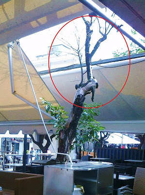 Γιατί ''αρρωσταίνουν'' τα δένδρα στην Λαμία; - Φωτογραφία 2