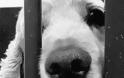 Φρίκη στη Λακωνία: Βίασαν μέχρι θανάτου δύο σκυλάκια!