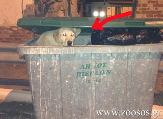 Καβάλα: Έκλεισαν τον σκύλο στον σκουπιδοτενεκέ για πλάκα; - Φωτογραφία 1