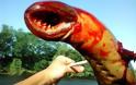Τρομακτική λάμπραινα “πίνει” το αίμα μεγάλων ψαριών (ΦΩΤΟ)
