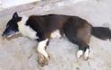 Δηλητηρίασαν σκυλιά σε Κυπαρισσία και Γαργαλιάνους