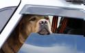 FUNNY: Εκτελούνται μεταφορές σκύλων!! - Φωτογραφία 1