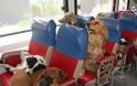 FUNNY: Εκτελούνται μεταφορές σκύλων!! - Φωτογραφία 2