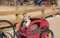 FUNNY: Εκτελούνται μεταφορές σκύλων!! - Φωτογραφία 5