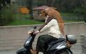 FUNNY: Εκτελούνται μεταφορές σκύλων!! - Φωτογραφία 6