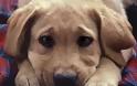 Πυροβόλησαν (ξανά) σκύλο στο Ηράκλειο - Νέο κρούσμα προκαλεί αναστάτωση