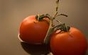 Η διαφορά στην παραγωγή ντομάτας σε Ελλάδα και Ολλανδία, στο περιοδικό TIME
