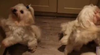 Ακόμα και οι σκύλοι χορεύουν Harlem Shake! (Βίντεο) - Φωτογραφία 1