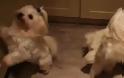 Ακόμα και οι σκύλοι χορεύουν Harlem Shake! (Βίντεο)