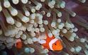 Τα ψάρια-κλόουν προσφέρουν «ανάσα» στις θαλάσσιες ανεμώνες - Φωτογραφία 2