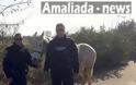 Αμαλιάδα: Η αστυνομία προσπαθούσε να συλλάβει ένα άλογο δραπέτη!