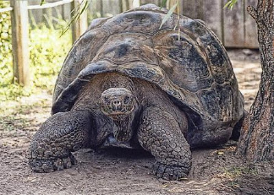 Δεν είναι από την Αλίκη στη Χώρα των Θαυμάτων, είναι οι μεγαλύτερες χελώνες στον κόσμο! - Φωτογραφία 2