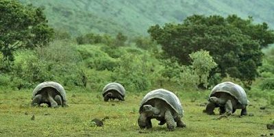 Δεν είναι από την Αλίκη στη Χώρα των Θαυμάτων, είναι οι μεγαλύτερες χελώνες στον κόσμο! - Φωτογραφία 3