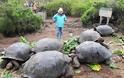 Δεν είναι από την Αλίκη στη Χώρα των Θαυμάτων, είναι οι μεγαλύτερες χελώνες στον κόσμο! - Φωτογραφία 1