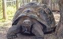 Δεν είναι από την Αλίκη στη Χώρα των Θαυμάτων, είναι οι μεγαλύτερες χελώνες στον κόσμο! - Φωτογραφία 2