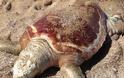 Πρέβεζα: Τέσσερις νεκρές θαλάσσιες χελώνες εντοπίστηκαν σήμερα