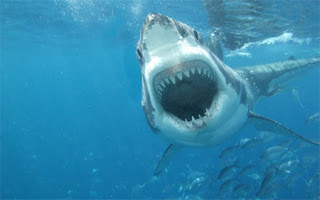 Τα ταξίδια ενός λευκού καρχαρία online! - Φωτογραφία 1