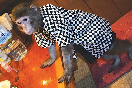 Σερβιτόροι- μαϊμούδες σε γιαπωνέζικο εστιατόριο! - Φωτογραφία 3