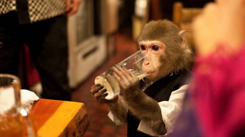 Σερβιτόροι- μαϊμούδες σε γιαπωνέζικο εστιατόριο! - Φωτογραφία 6
