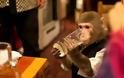Σερβιτόροι- μαϊμούδες σε γιαπωνέζικο εστιατόριο! - Φωτογραφία 6