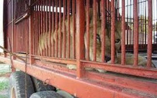 Λιοντάρι σκότωσε υπάλληλο σε ιδιωτικό κέντρο της άγριας ζωής στην Καλιφόρνια - Φωτογραφία 1