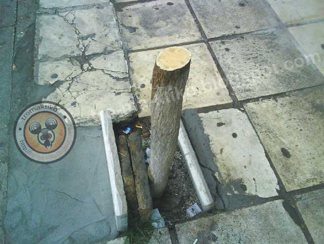 Καταγγελία αναγνώστη για κοπή δέντρου στη Χαριλάου - Θεσσαλονίκη - Φωτογραφία 2