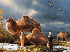 Γιγάντιες καμήλες... στην Αρκτική! - Φωτογραφία 1