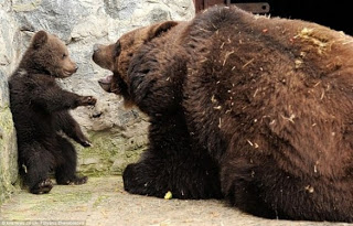 ΦΑΝΤΑΣΤΙΚΕΣ ΕΙΚΟΝΕΣ : Μαμά αρκούδα μαλώνει το παιδί της !!! - Φωτογραφία 1