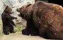 ΦΑΝΤΑΣΤΙΚΕΣ ΕΙΚΟΝΕΣ : Μαμά αρκούδα μαλώνει το παιδί της !!!